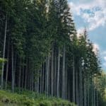 Innowacyjne techniki pielęgnacji drzew we Wrocławiu